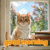 funny good morning memes