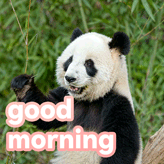 good morning meme
