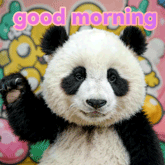 good morning memes