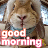 good morning gif coffee