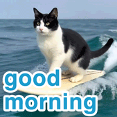 good morning gif funny work